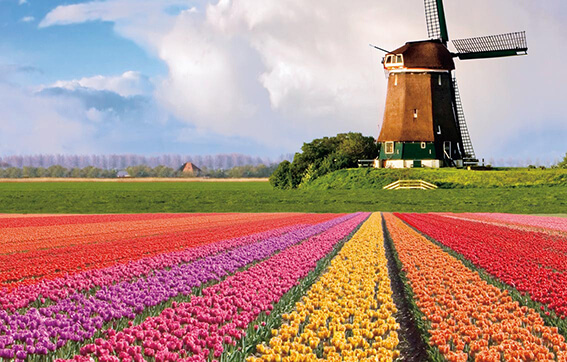 See the Famous Tulip Fields of the Netherlands with Uniworld