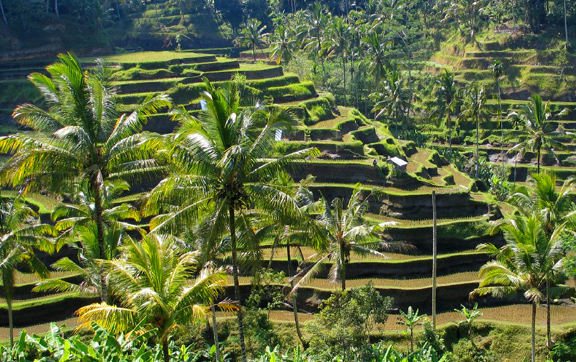 bali-rice-terraces