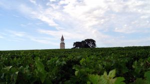 medoc-haut-medoc-vineyard-1