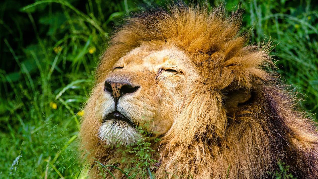 Singapore Airlines Business Class to Africa - Image 1