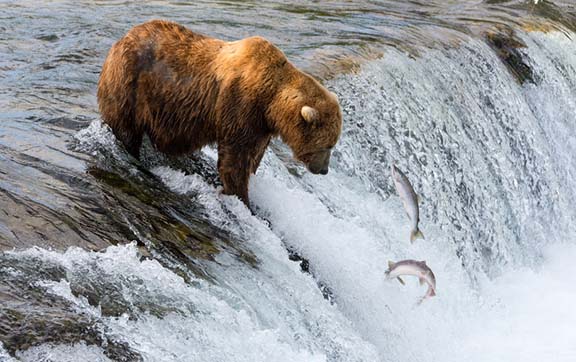 Brown Bears Catching Fish