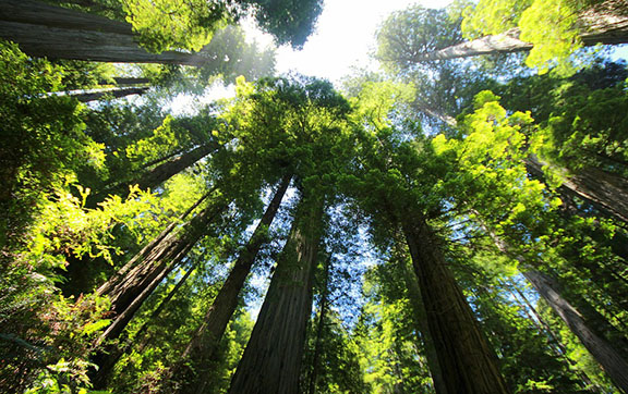 Towering Redwoods in California