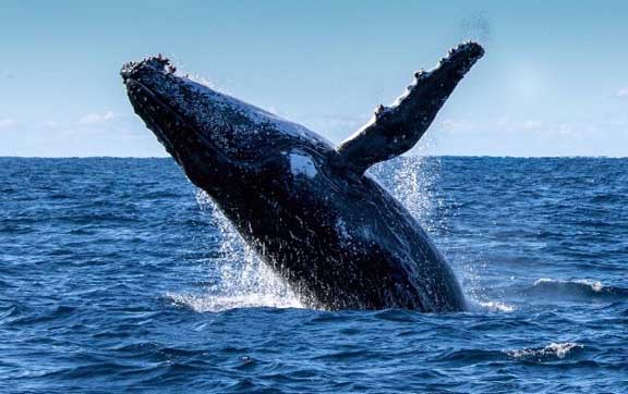 channel-islands-national-park-humpback-blue-whales