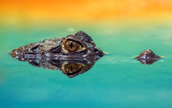 everglades-national-park-american-alligators