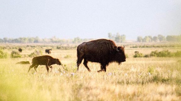 grand-teton-national-park-american-bison