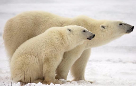 wapusk-national-park-polar-bear