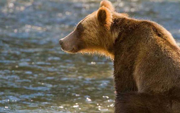 wrangell-st-elias-national-park-and-preserve-grizzly-bears