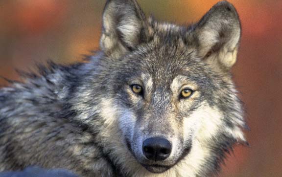 yellowstone-national park-gray-wolf