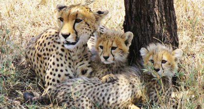 cheetah2