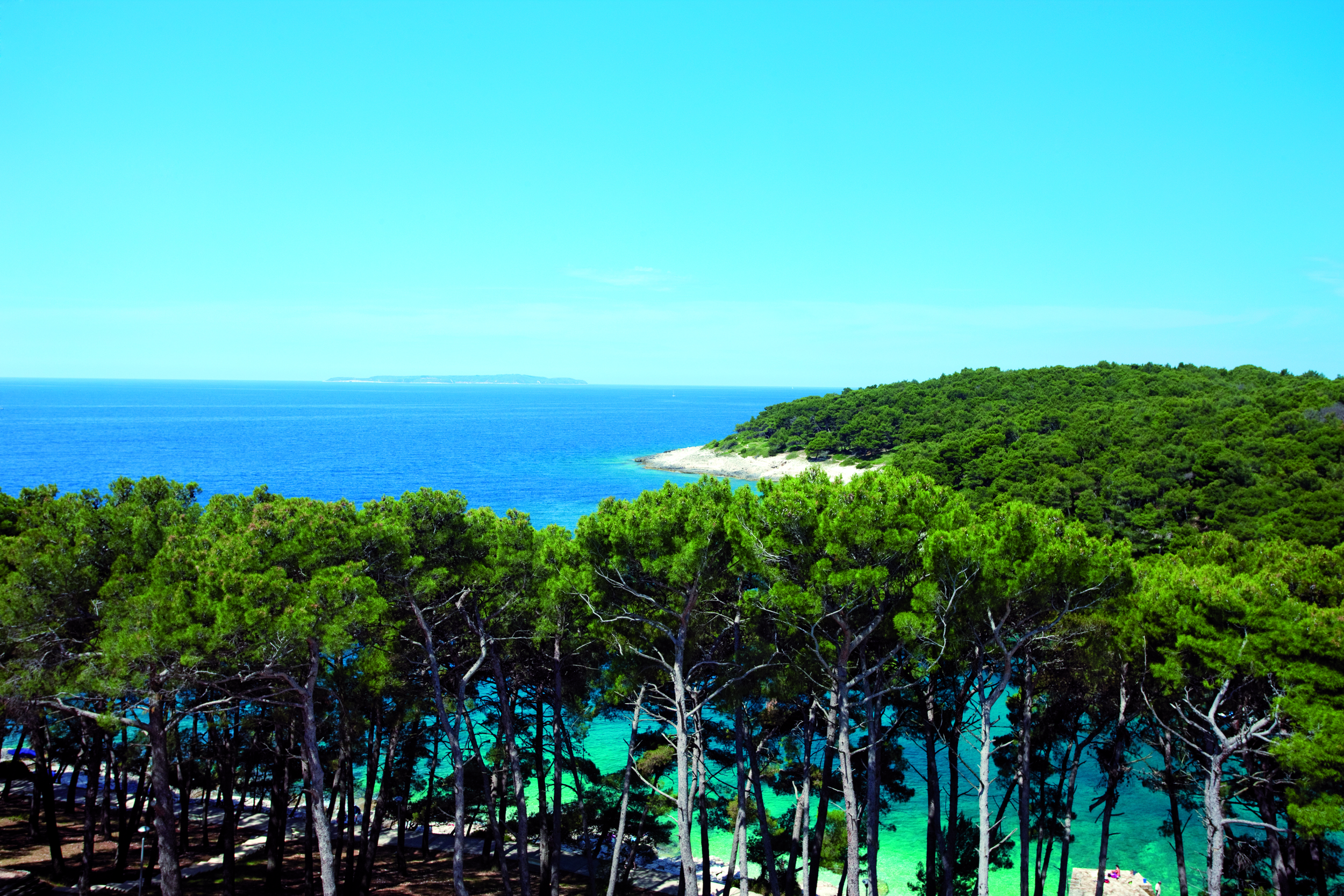 cikat_pine