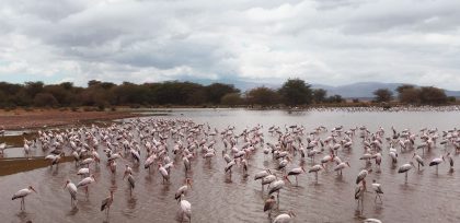 manyara (1)