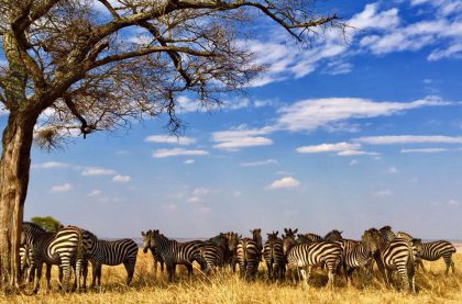 tarangire2